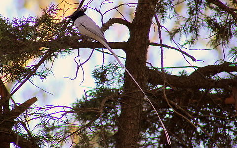 A white-morph male Asian Paradise Flycatcher  Asian Paradise Flycatcher,Geotagged,India,Terpsiphone paradisi