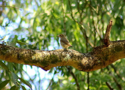 Blue capped rock thrush ( FEMALE )  Blue capped rock thrush,Geotagged,India,Monticola cinclorhynchus