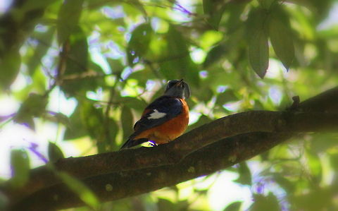 Blue Capped Rock Thrush  Blue capped rock thrush,Geotagged,India,Monticola cinclorhynchus