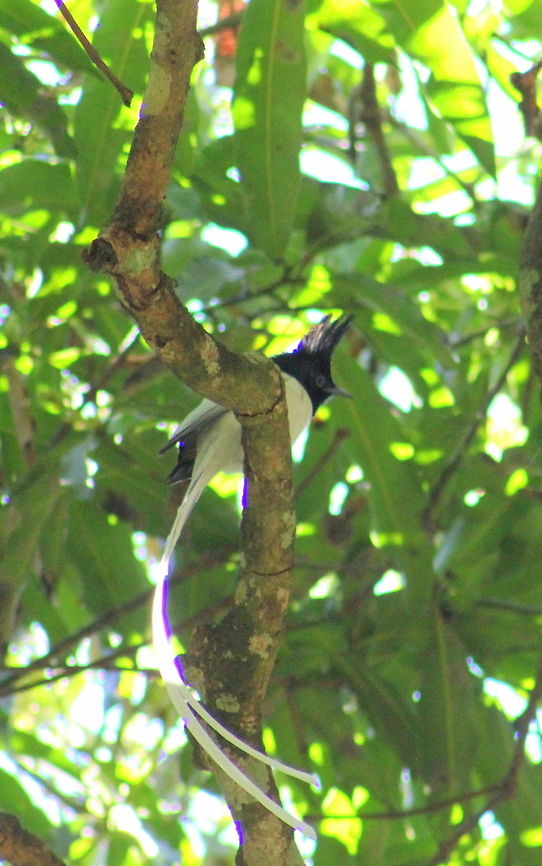 A white-morph male Asian Paradise Flycatcher  Asian Paradise Flycatcher,Geotagged,India,Terpsiphone paradisi