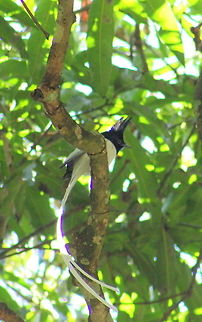 A white-morph male Asian Paradise Flycatcher  Asian Paradise Flycatcher,Geotagged,India,Terpsiphone paradisi