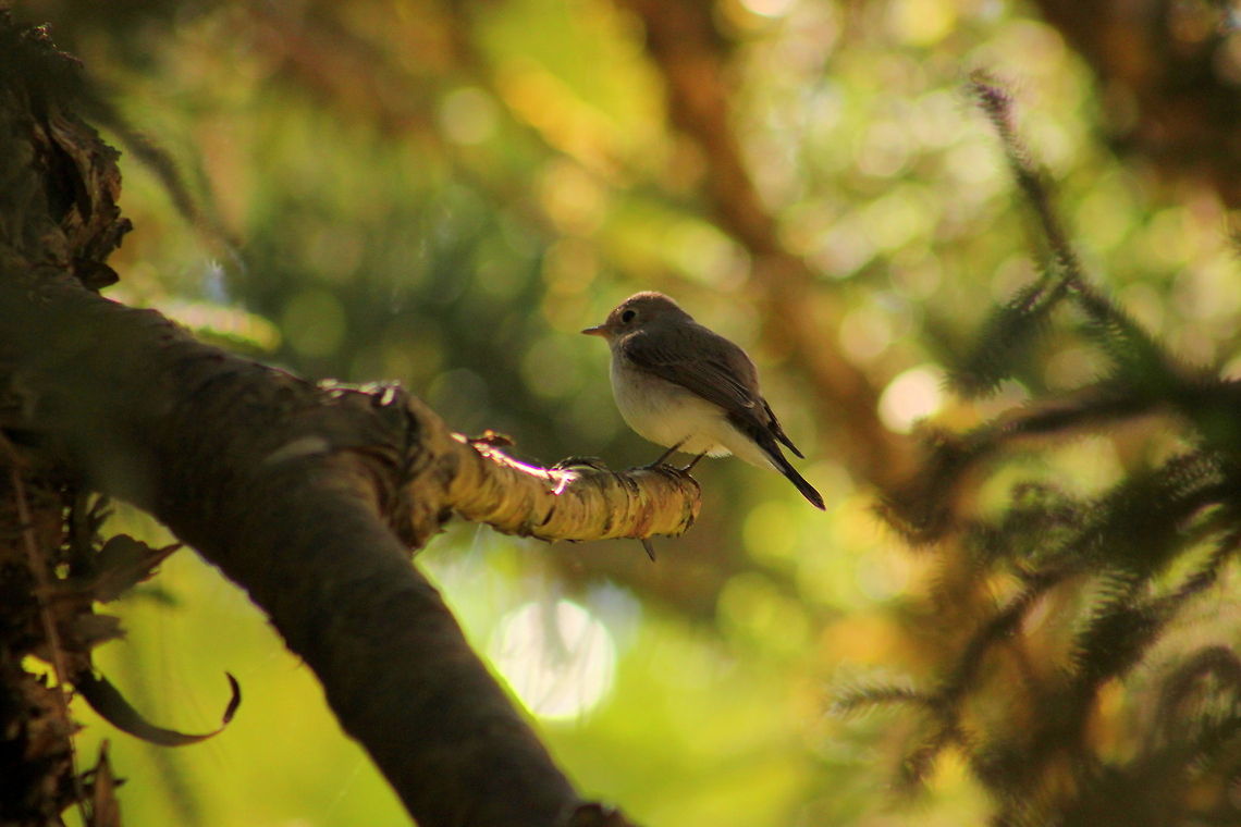 The Blyth's Reed Warbler  Asian Brown Flycatcher,Geotagged,India,Muscicapa latirostris