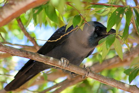 House Crow  Corvus splendens,Geotagged,House Crow,India
