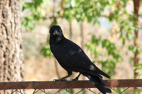 Jungle Crow  Corvus macrorhynchos,Geotagged,India,Jungle Crow