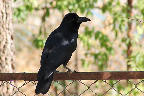 Jungle Crow  Corvus macrorhynchos,Geotagged,India,Jungle Crow