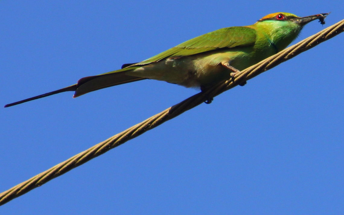 The Green Bee eater  Geotagged,Green Bee-eater,India,Merops orientalis