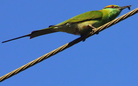 The Green Bee eater  Geotagged,Green Bee-eater,India,Merops orientalis