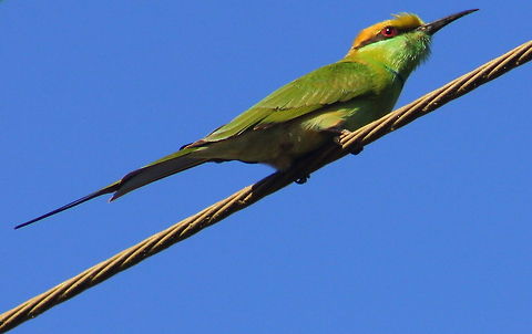 The Green Bee eater  Geotagged,Green Bee-eater,India,Merops orientalis
