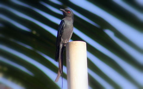 The black Drongo  Ashy Drongo,Black Drongo,Dicrurus leucophaeus,Dicrurus macrocercus,Geotagged,India