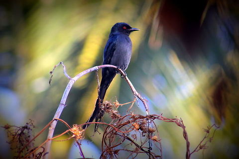 The Black Drongo  Ashy Drongo,Black Drongo,Dicrurus leucophaeus,Dicrurus macrocercus,Geotagged,India