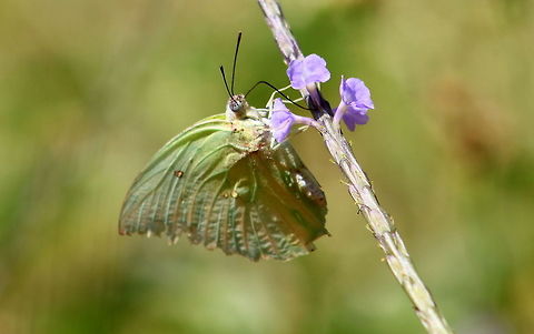 Lemon Emigrant  Catopsilia pomona,Geotagged,India,Lemon Emigrant