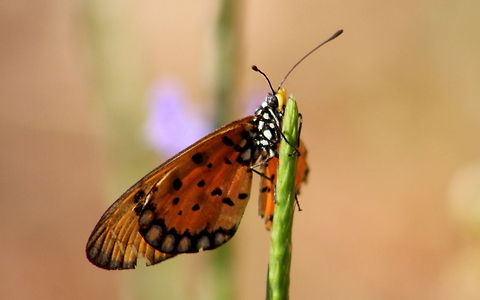 Tawny Coster  Acraea terpsicore,Geotagged,India,Tawny Coster