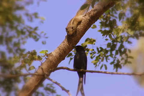 Squirrel driving away Drongo  Black Drongo,Dicrurus macrocercus,Geotagged,India