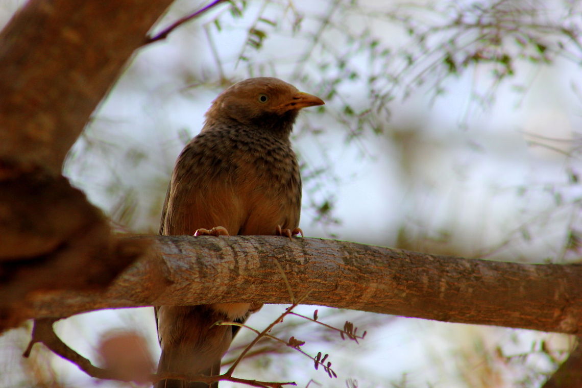 Yellow-billled Babbler  Geotagged,India,Turdoides affinis,Yellow-billed Babbler