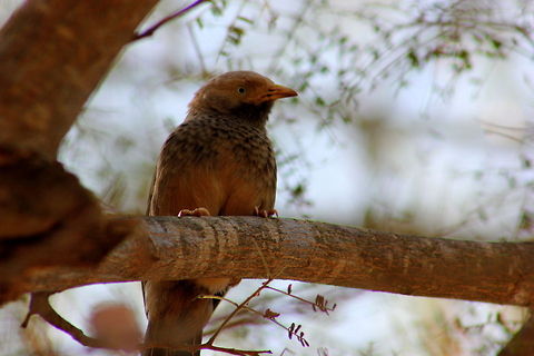 Yellow-billled Babbler  Geotagged,India,Turdoides affinis,Yellow-billed Babbler
