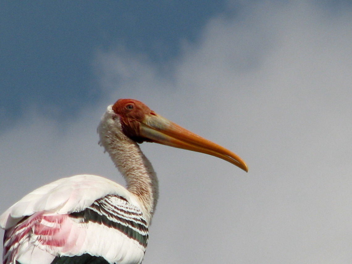 Painted Stork Portrait  Geotagged,India,Mycteria leucocephala,Painted Stork
