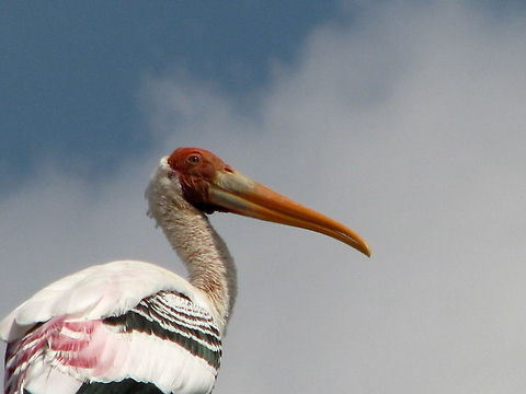 Painted Stork Portrait  Geotagged,India,Mycteria leucocephala,Painted Stork