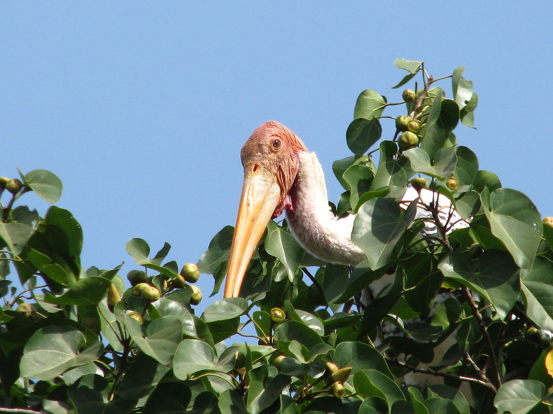 Painted Stork  Geotagged,India,Mycteria leucocephala,Painted Stork