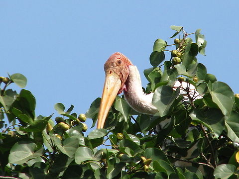 Painted Stork  Geotagged,India,Mycteria leucocephala,Painted Stork
