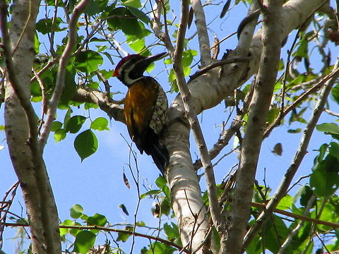 The Common Flameback or Common Goldenback  Black-rumped flameback,Common Flameback,Dinopium benghalense,Dinopium javanense,Geotagged,India
