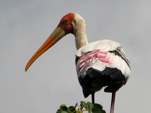 The Painted Stork  Geotagged,India,Mycteria leucocephala,Painted Stork