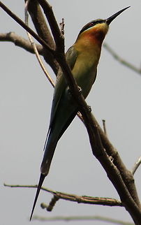 Blue-tailed Bee-eater  Blue-tailed Bee-eater,Geotagged,India,Merops philippinus