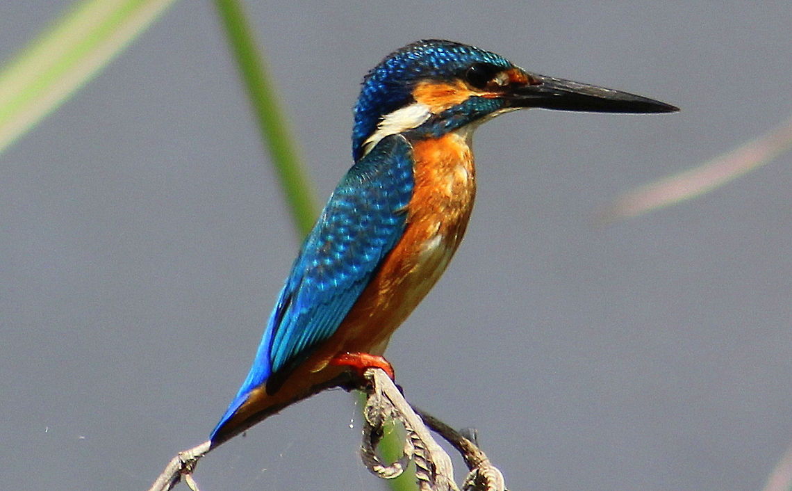 Common Kingfisher The sudden flash of delicate blue<br />
That lightning strike of wondrous true<br />
There, gone in the blink of an eye,<br />
And no matter how hard you try,<br />
The only evidence were the rings<br />
Of bright water that sweetly sings.<br />
<br />
(part of a poem surprisingly called &#039;Kingfisher&#039; by David Wood) Alcedo atthis,Common Kingfisher,Geotagged,India