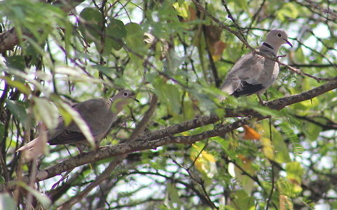 Eurasian Collared Dove  Eurasian Collared Dove,Geotagged,India,Streptopelia decaocto