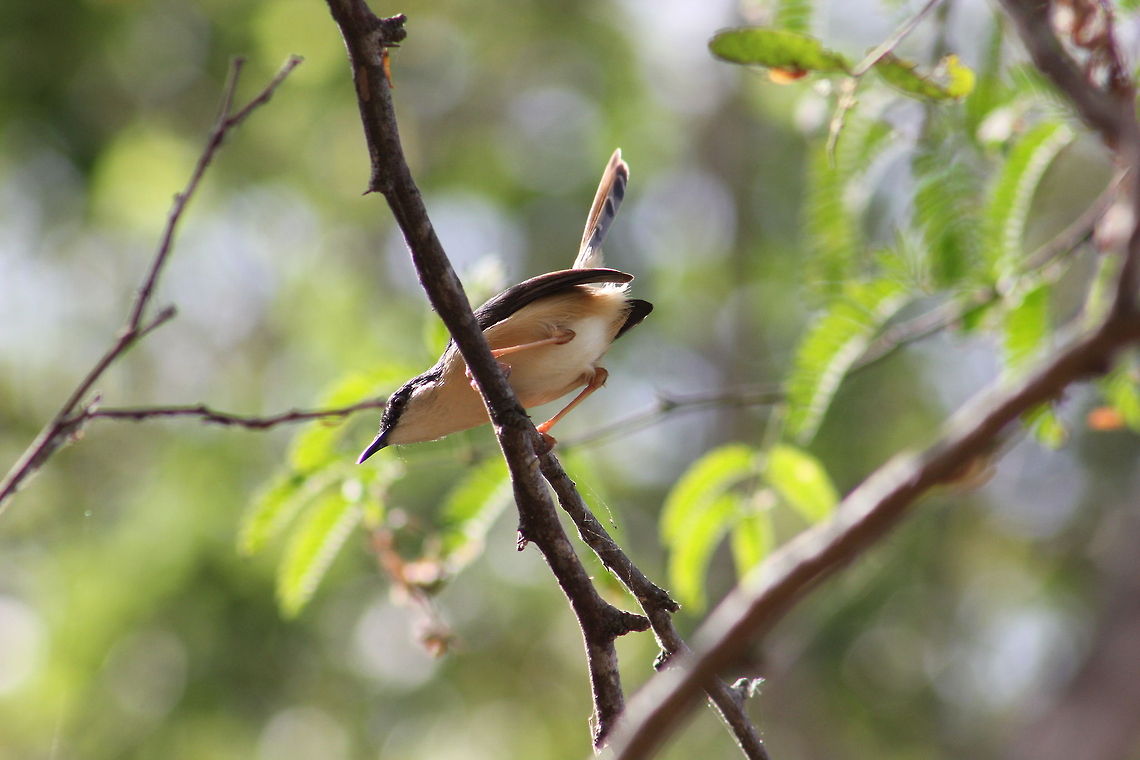 Yellow Bellied Ashy Prinia  Ashy Prinia,Geotagged,India,Prinia flaviventris,Prinia socialis