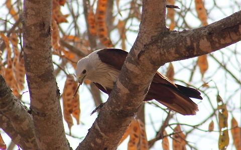 The Brahminy Kite busy with its lunch  Brahminy Kite,Geotagged,Haliastur indus,India