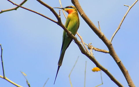 Blue-tailed Bee-eater  Blue-tailed Bee-eater,Geotagged,India,Merops philippinus