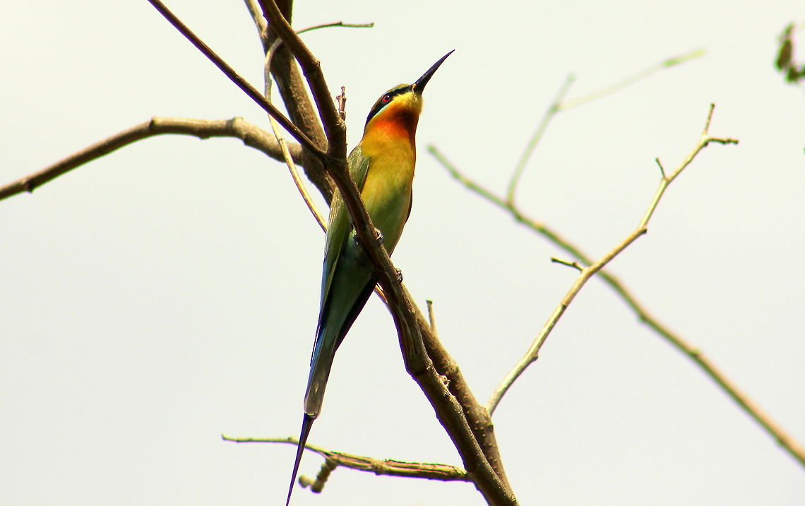 Blue-tailed Bee-eater  Blue-tailed Bee-eater,Geotagged,Green Bee-eater,India,Merops orientalis,Merops philippinus