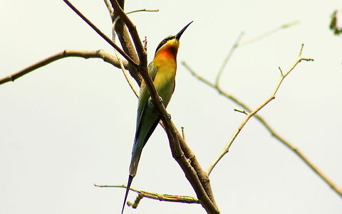 Blue-tailed Bee-eater  Blue-tailed Bee-eater,Geotagged,Green Bee-eater,India,Merops orientalis,Merops philippinus