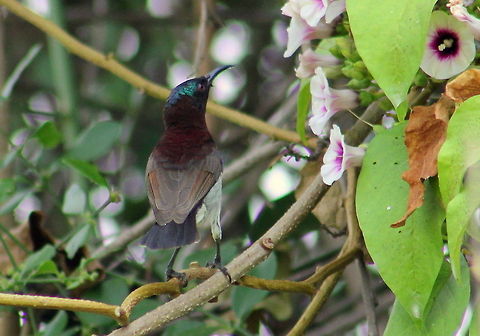 Purple rumped Sunbird (Male)  Geotagged,India,Leptocoma zeylonica,Purple-rumped Sunbird
