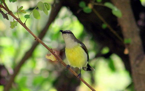 Purple rumped Sunbird (Female)  Geotagged,India,Leptocoma zeylonica,Purple-rumped Sunbird