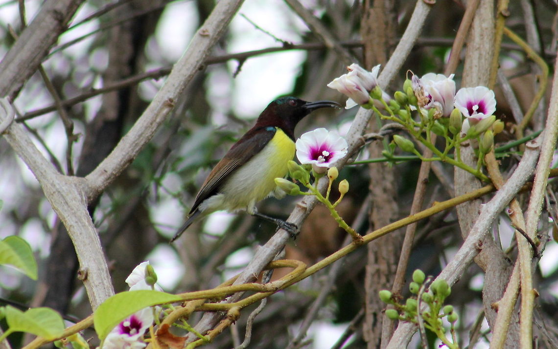 Purple rumped Sunbird (Male)  Geotagged,India,Leptocoma zeylonica,Purple-rumped Sunbird
