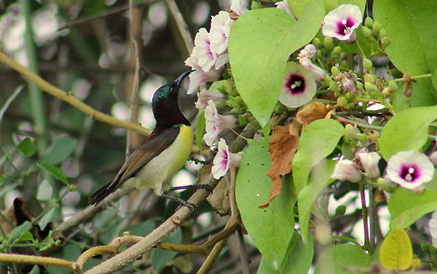 Purple rumped Sunbird (Male)  Geotagged,India,Leptocoma zeylonica,Purple-rumped Sunbird