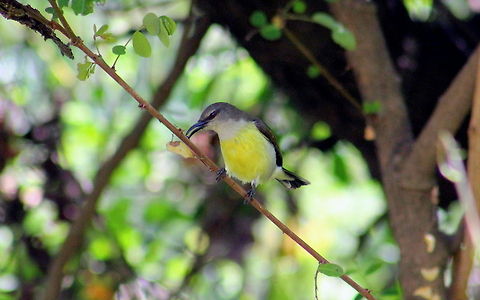 Purple rumped Sunbird (Female)  Geotagged,India,Leptocoma zeylonica,Purple-rumped Sunbird