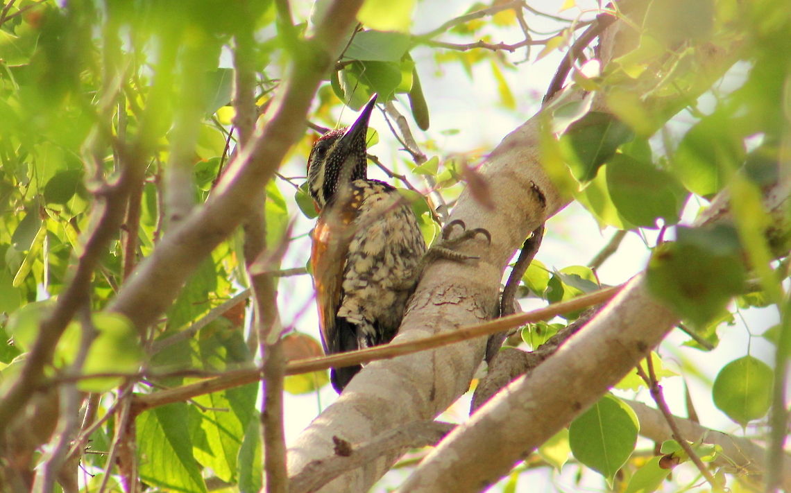 The Common Flameback  Black-rumped flameback,Common Flameback,Dinopium benghalense,Dinopium javanense,Geotagged,India