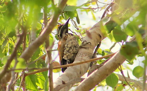 The Common Flameback  Black-rumped flameback,Common Flameback,Dinopium benghalense,Dinopium javanense,Geotagged,India