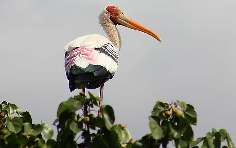 Painted Stork  Geotagged,India,Mycteria leucocephala,Painted Stork