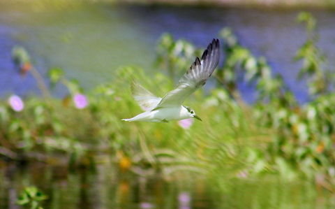Little Gull (Hydrocoloeus minutus or Larus minutus)  Black-headed Gull,Chlidonias hybrida,Chroicocephalus ridibundus,Geotagged,Hydrocoloeus minutus,India,Little Gull,Whiskered tern
