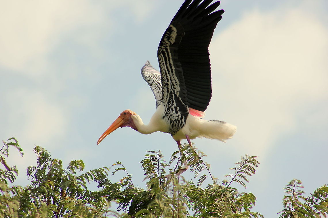 Painted Stork  Geotagged,India,Mycteria leucocephala,Painted Stork