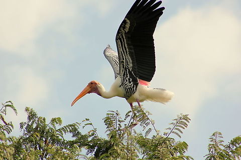 Painted Stork  Geotagged,India,Mycteria leucocephala,Painted Stork
