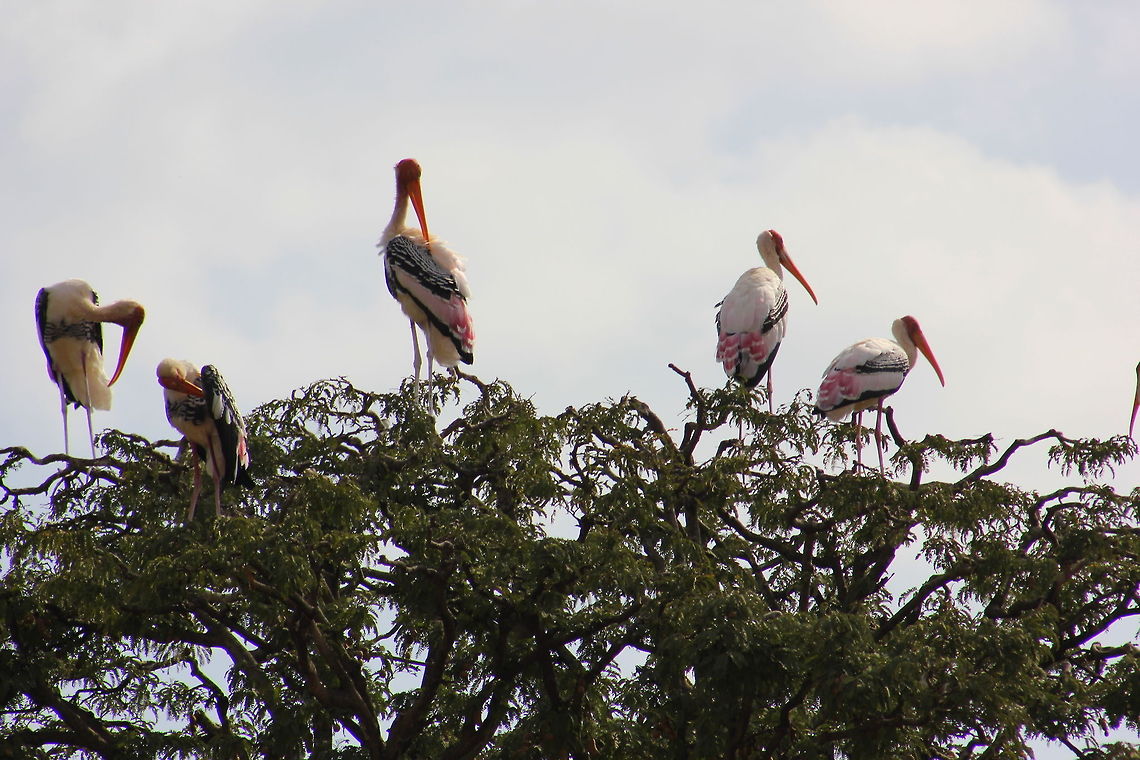 Painted Stork  Geotagged,India,Mycteria leucocephala,Painted Stork