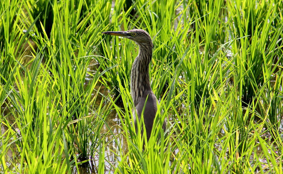 The Indian Pond Heron  Ardeola grayii,Geotagged,India,Indian Pond Heron