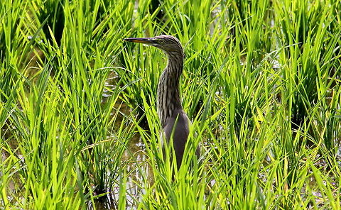 The Indian Pond Heron  Ardeola grayii,Geotagged,India,Indian Pond Heron