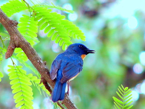 The Tickells Blue Flycatcher  Cyornis tickelliae,Geotagged,India,Tickells Blue Flycatcher