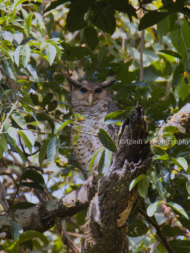 Spot bellied Eagle Owl It&#039;s a very rare species, always nested in thick vegetation. It&#039;s calls are bit scary sometimes the calls is referred to as women screaming in pain. I was bit lucky to find them in pair. ( Not in Frame )  Bubo nipalensis,Geotagged,India,Spot-bellied eagle-owl,Winter