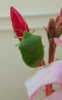 Green_Stink_Bug (Top View)  Geotagged,Heteroptera,India,Nezara,Nezara viridula,Nezara viridula f. smaragdula,Pentatomidae,Pentatominae,Pentatomini,Southern green stink bug